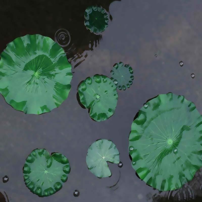 2026 Artificial Water Lily Lot - đánh giá và giá Marine Fish Tank